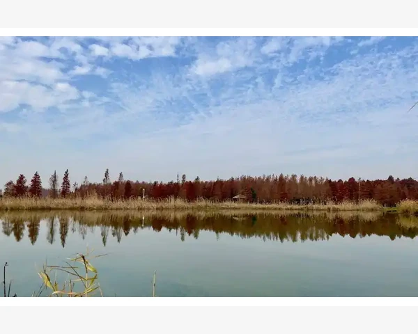 萝卜和梨冰糖水——中医传统秘方化痰清肺